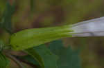 Jimsonweed